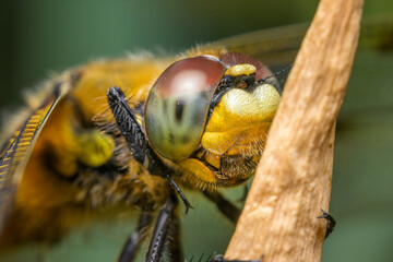 Four spotted chaser sitting on a plant
