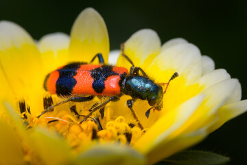Colorful checkered beetle sitting in a flower