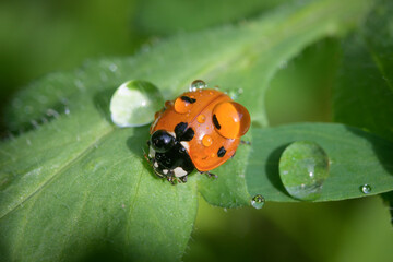A ladybird sitting on a green plant in a garden