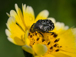 A white spotted rose beetle sitting on a yellow flower