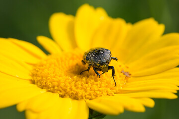 A white spotted rose beetle sitting on a yellow flower