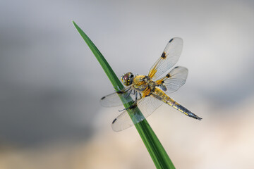 Four spotted chaser sitting on a green plant