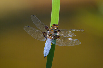 A broad-bodied chaser dragonfly resting on a green plant