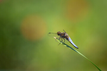 A broad-bodied chaser dragonfly resting on a green plant
