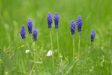 Closeup of a common grape hyacinth in a meadow