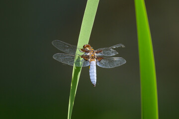 A broad-bodied chaser dragonfly resting on a green plant