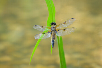 Four spotted chaser sitting on a green plant