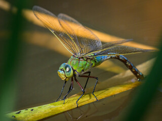 An emperor dragonfly depositing eggs in the water