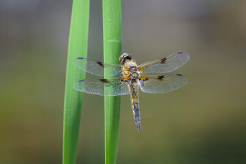 Four spotted chaser sitting on a green plant