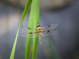 Four spotted chaser sitting on a green plant
