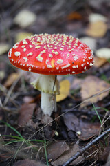 Amanita muscaria  (Amanita muscaria)