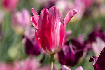 Vibrant Pink Tulip