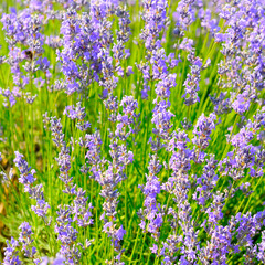 Lavender flowers in flower garden.