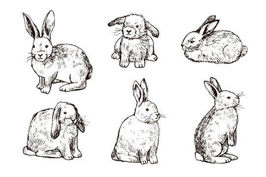 Easter rabbit line vector illustrations set