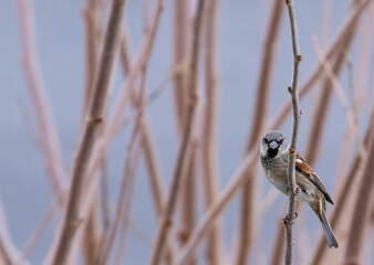 sparrows perched on branches of a tree in the garden