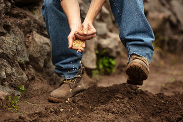 Close-up male farmer planting seeds of wheat in ground in vegetable garden in summer time. Concept...