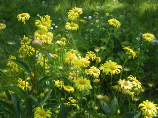 drobne żółte kwiaty w ogrodzie kwiatowym 