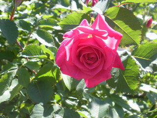 różowa róża wśród liści