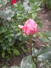 różowa róża z ogrodu wśród liści