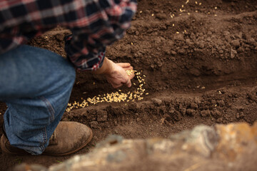 Closeup male farmer planting carrot seeds in ground in vegetable garden in early spring time. Concept of jobs, occupations, bio products, ecology, grow vegetables