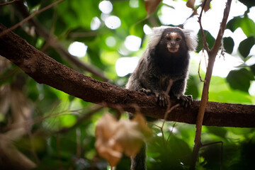 Singe