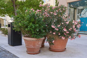 Flowering shrubs in pots on a city street.
