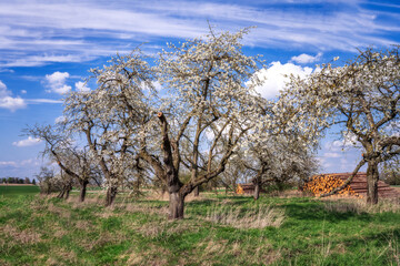 Meadow with a flowering fruit tree