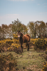 Brown wild horse in nature.