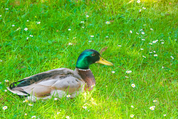 Male female mallard ducks on green grass natural background Germany.