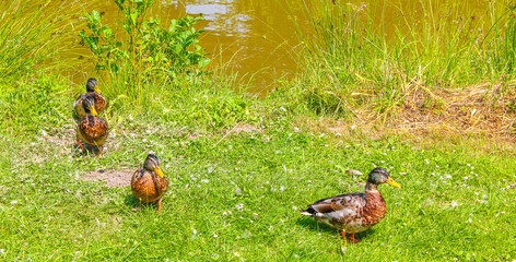 Male female mallard ducks on green grass natural background Germany.