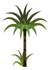 Exotic green plant. Tropical tree. Jungle palm