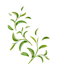 Green tea leaves isolated on white background