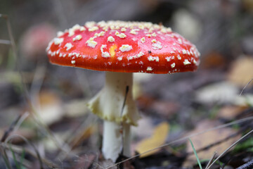 Amanita muscaria  (Amanita muscaria)