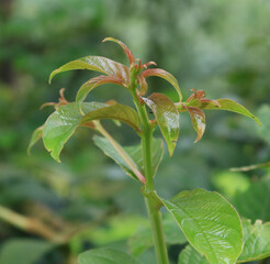 close up of leaves