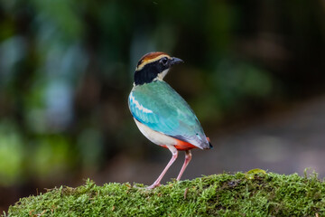 Back side view of Fairy pitta (Pitta nympha) on green moss.
