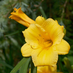 Bright yellow and fresh yellow Lilly’s with the pollen laying on the Steven