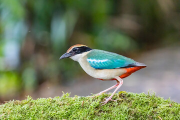 Side view of Fairy pitta on green grass and blurred background.