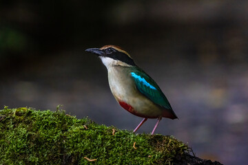 Fairy Pitta (Pitta nympha)
