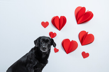 Cachorro olhando para corações vermelhos em fundo branco - obrazy, fototapety, plakaty