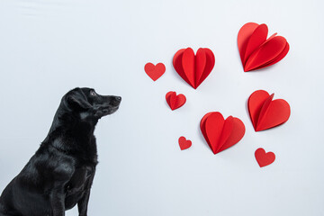 Cachorro olhando para corações vermelhos em fundo branco
