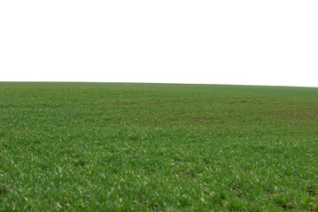 Green field as a background.  Green grass in spring isolated on white background.