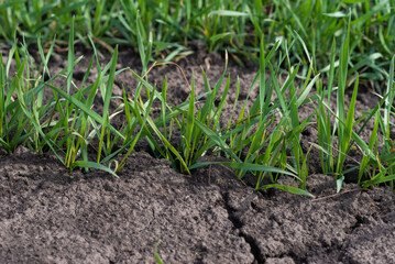 Cracked earth soil as a texture background. Top view.