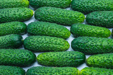 Fresh green cucombers as a background