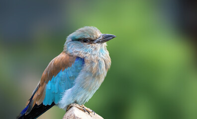  portrait of a ablue-bellied roller