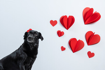 cachorro olhando para corações vermelhos em fundo branco