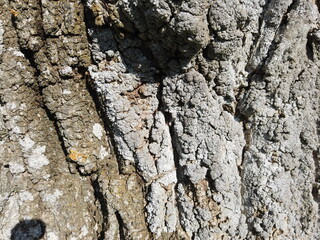 bark of a tree