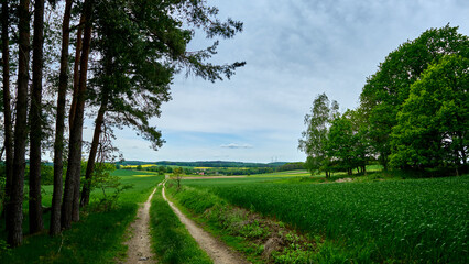 The road leaving the forest leads to the horizon among green fields. Rural spring landscape with green vegetation and blue sky.