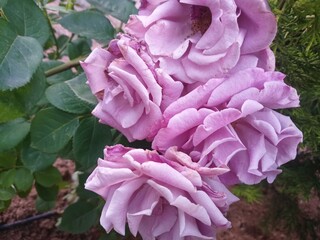 pink rose bush