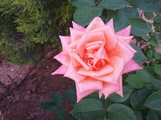 pink rose with drops
