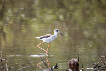 Black-winged stilt with reflection on water surface.